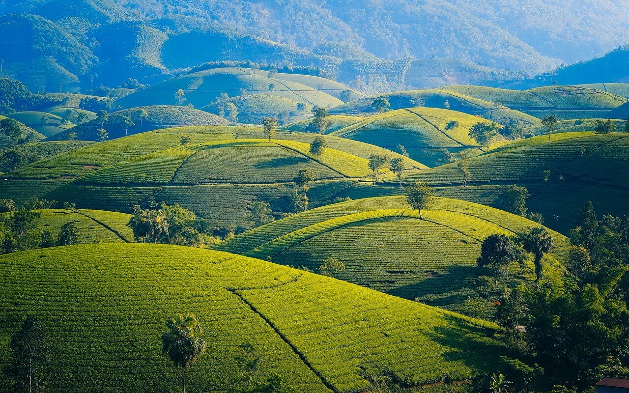 Les plus belles plantations de thé